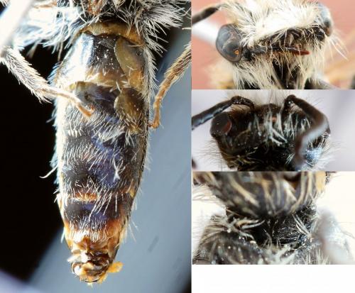 Réf. 218 817 : Andrena ventralis